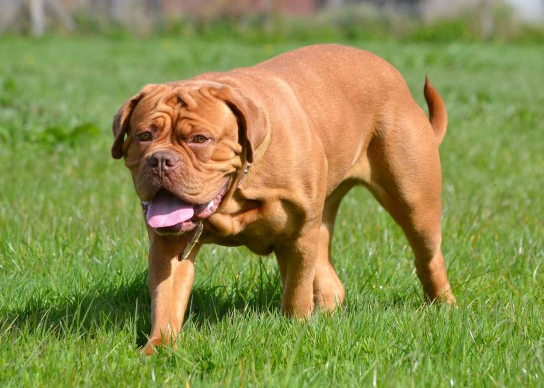 Dünyanın en büyük 25 köpek Irkı. Hem boylarıyla hem sadakatleriyle göz kamaştırıyorlar - Resim: 26